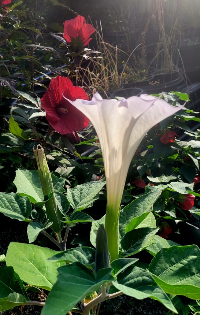 Sunday Morning Garden Chat:  Pacific Northwestern Summer 3