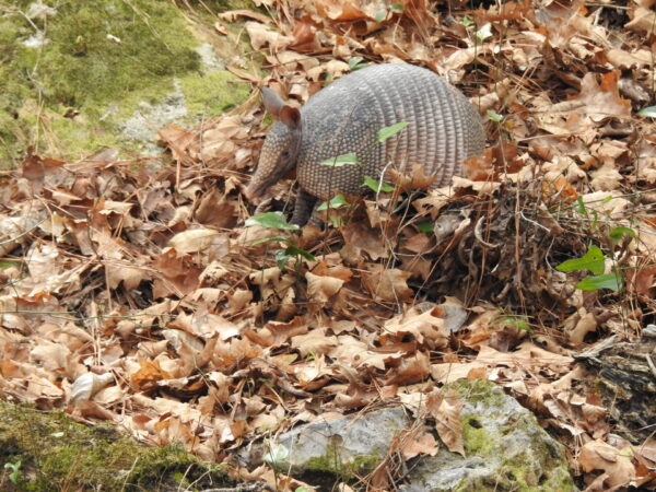 Armadillo walking through some leaves.