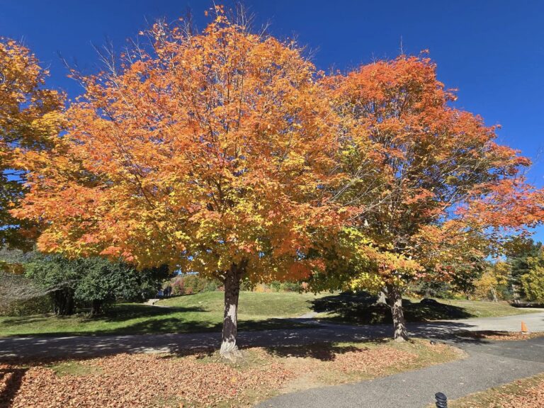 On The Road - Winter Wren - Autumn Berkshire Weekend 9