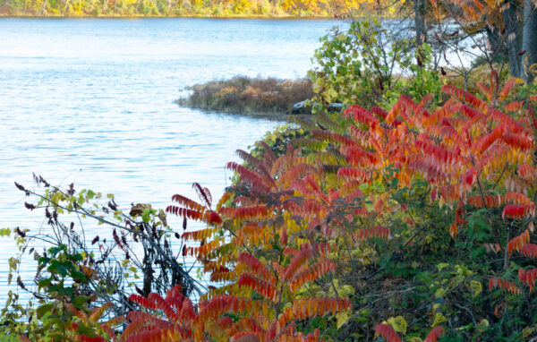 On The Road - JanieM - Fall Color 2