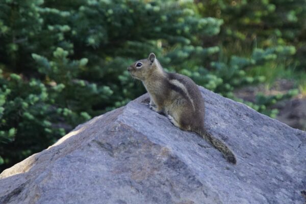 On The Road - frosty - 2024 National Park Road Trip - Washington (8/9) Mount Rainier National Park – Second Day 3