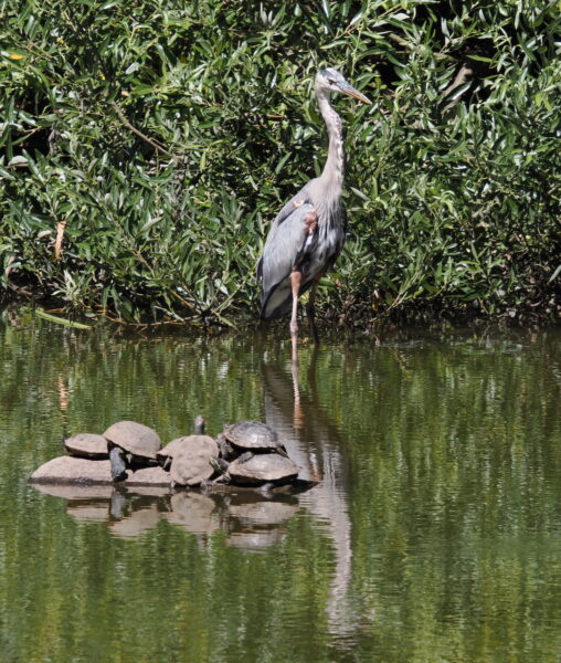 On The Road - dmkingto - Pine Lake Park / Stern Grove Pt. 1 3