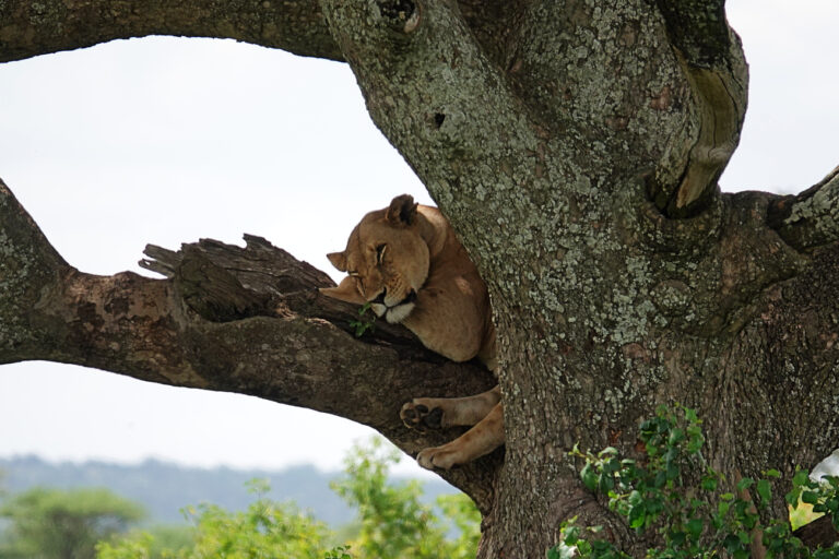 On The Road - lashonharangue - Tanzania - Serengeti: Mostly Big Cats 9