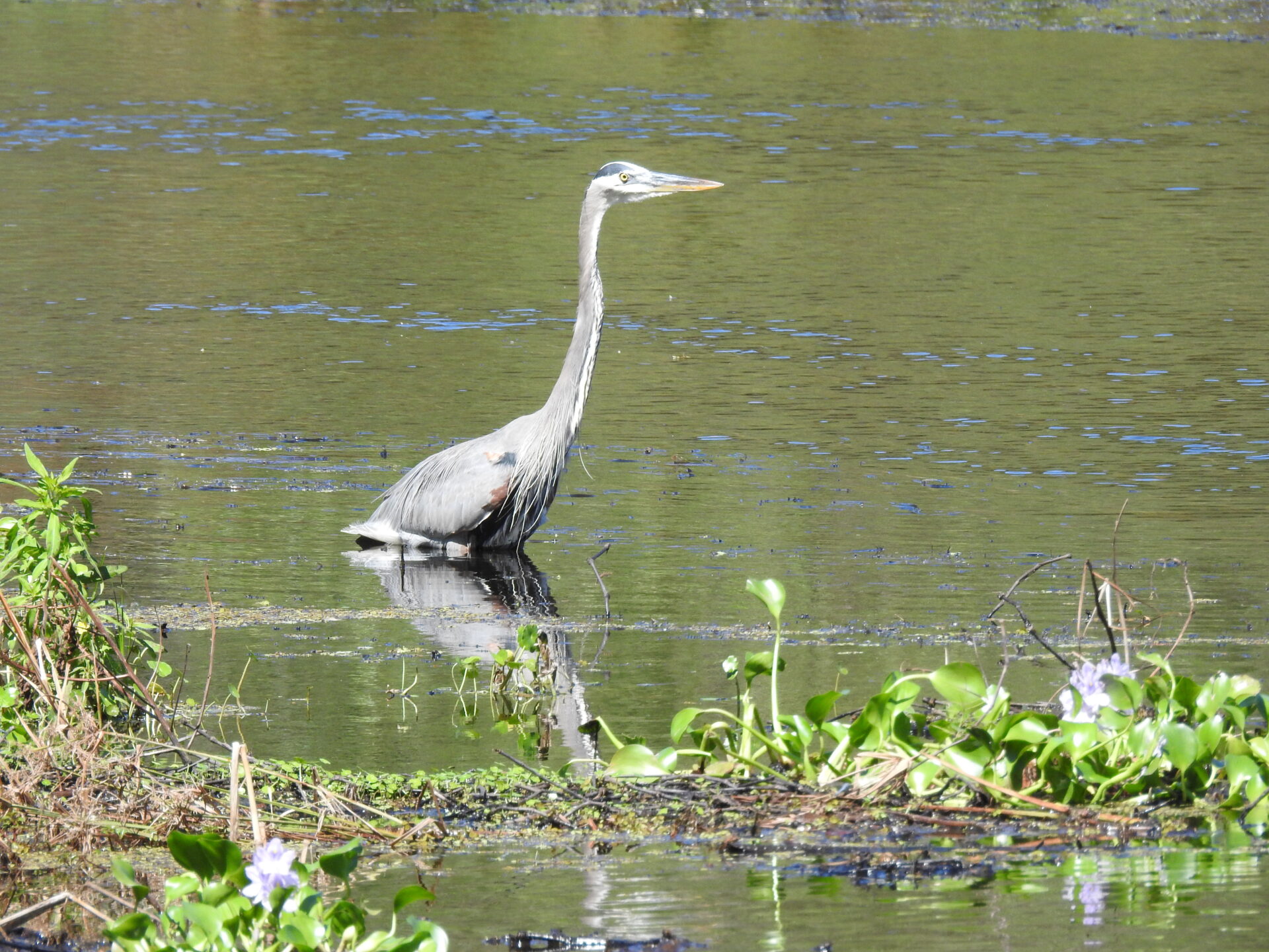 Long-necked wading bird standing in shallow water.