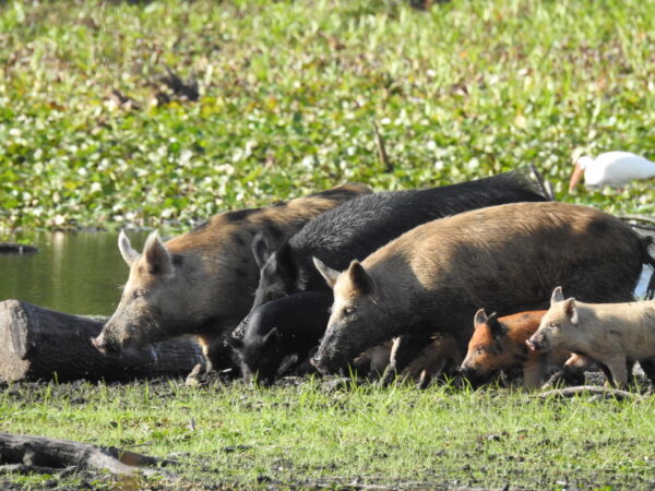 A small herd of feral swine, including a few piglets.