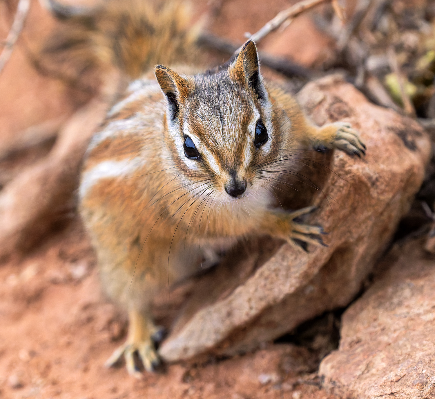 On The Road – Albatrossity – Canyonlands and Arches (and hoping for some plant ID help)
