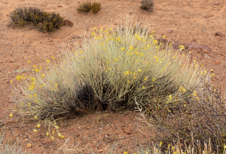 On The Road - Albatrossity - Moab to Escalante - On the Trail of the Monkey Wrench Gang 7