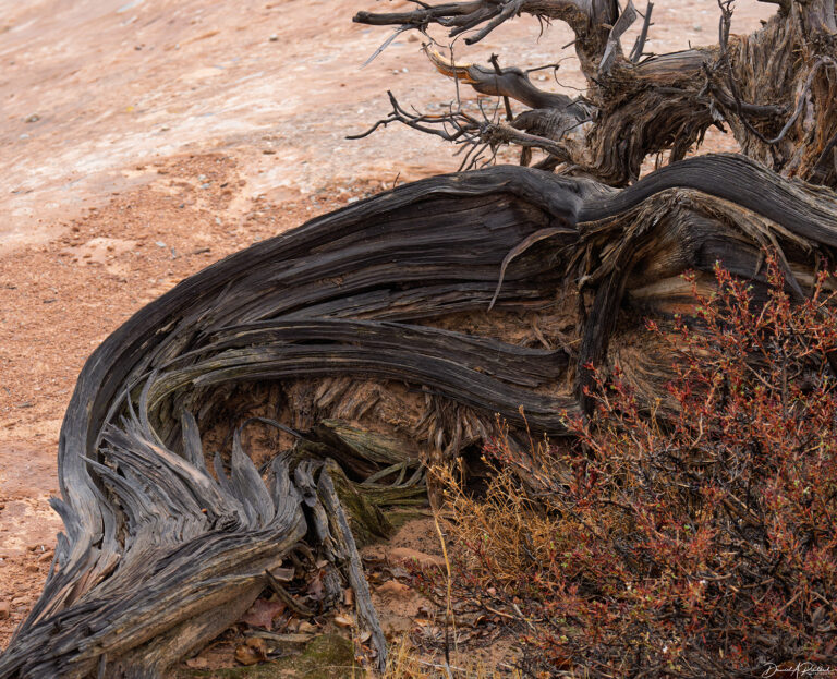 On The Road - Albatrossity - Moab to Escalante - On the Trail of the Monkey Wrench Gang 4