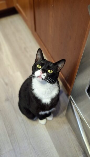 Tuxedo kitten on the kitchen floor looking super cute