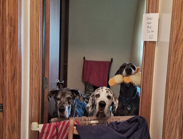 Three Great Danes in doorway waiting for pets