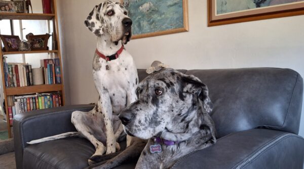 Harlequin and silver merle Great Danes on a couch