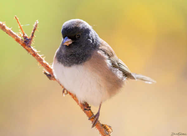 On The Road - Albatrossity - Blue Highways to Escalante 3