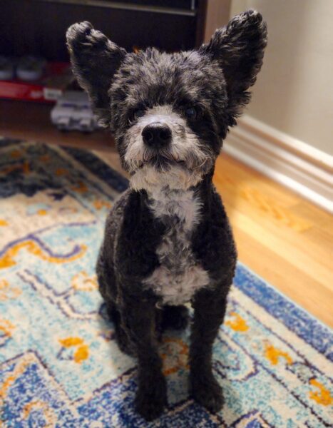 Please Upload Your Pet Calendar Pics Tonight or In the Morning