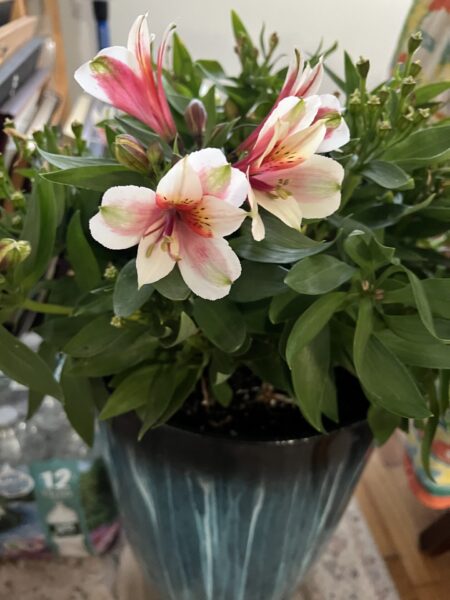 Saturday Evening Open Thread: The Shutdown Tango (Tangle)