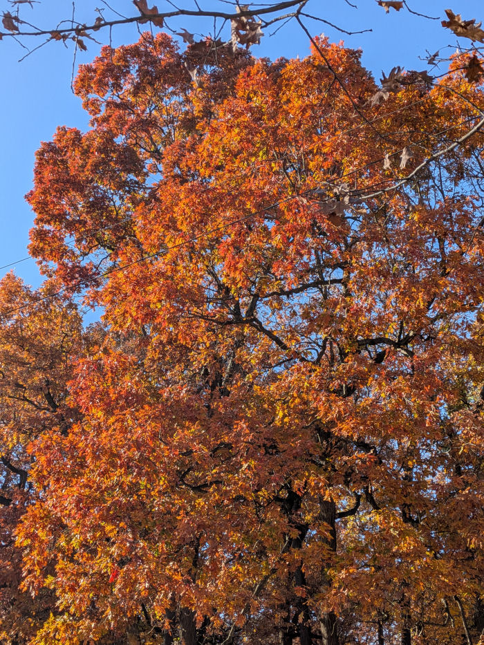 Sunday Morning Garden Chat: Fall Color 1