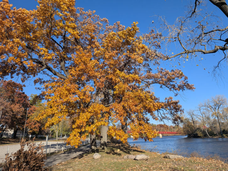 Sunday Morning Garden Chat: Fall Color 2