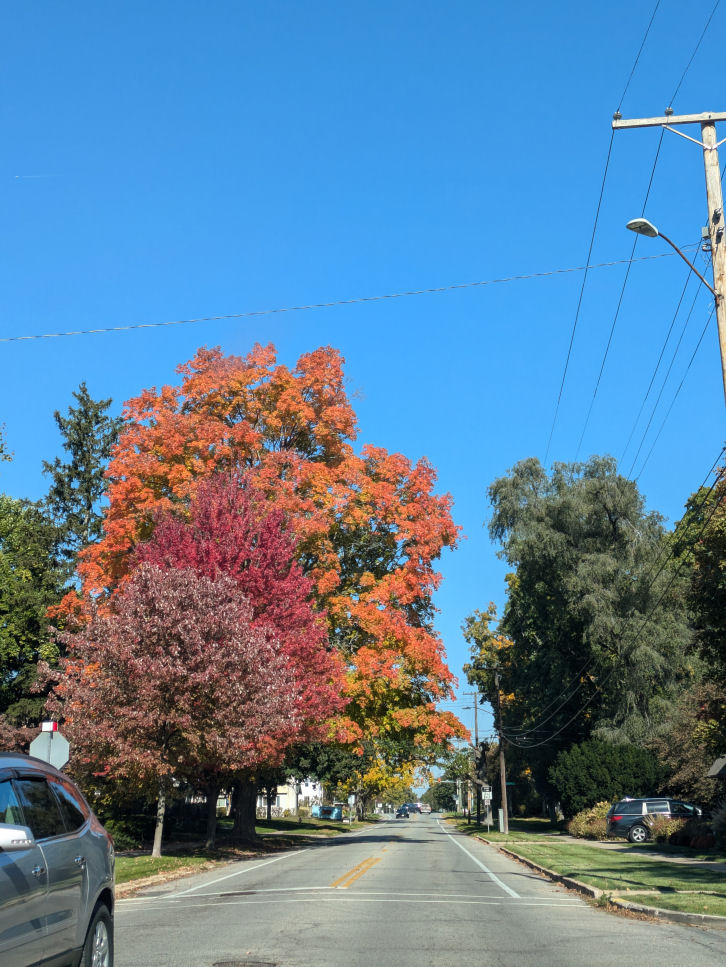 Sunday Morning Garden Chat: Fall Color 3