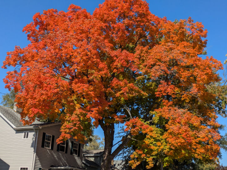 Sunday Morning Garden Chat: Fall Color 5