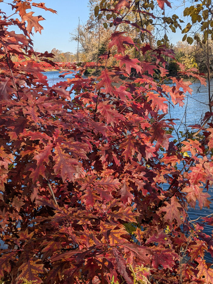 Sunday Morning Garden Chat: Fall Color