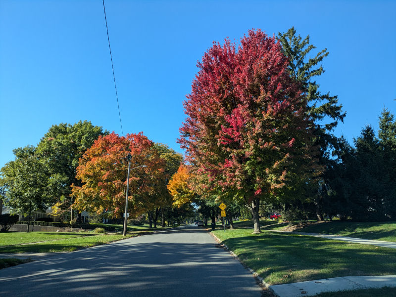 Sunday Morning Garden Chat: Fall Colors 1