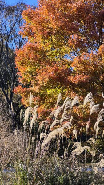 Sunday Morning Garden Chat: Winding Down in Tennessee 3