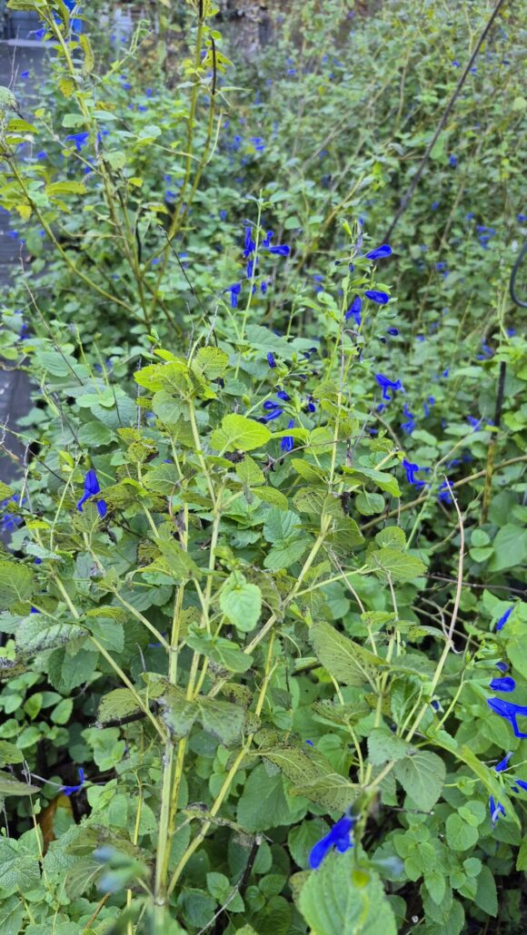 Sunday Morning Garden Chat: Winding Down in Tennessee 6