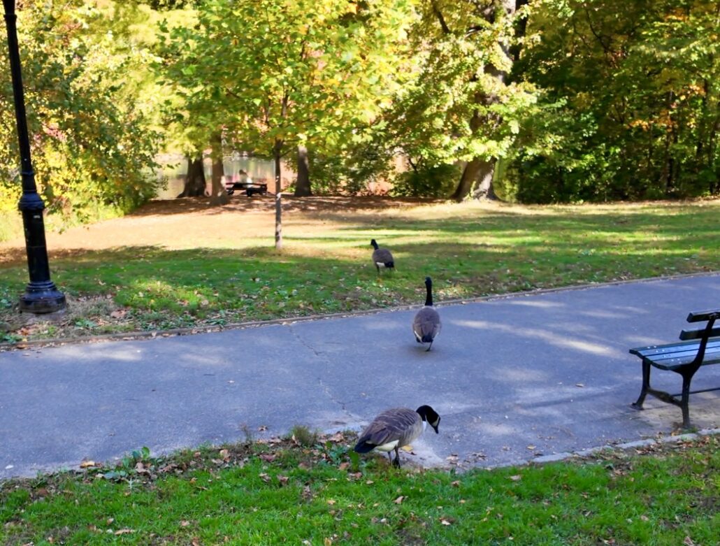 On The Road - ema - Midtown Manhattan Fall Foliage