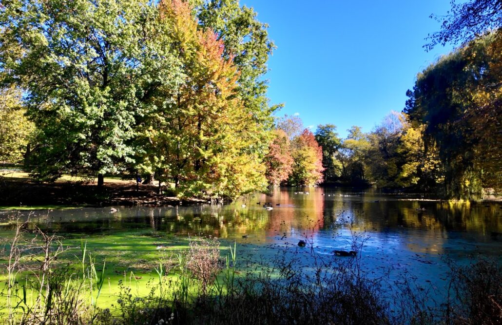 On The Road - ema - Midtown Manhattan Fall Foliage 9