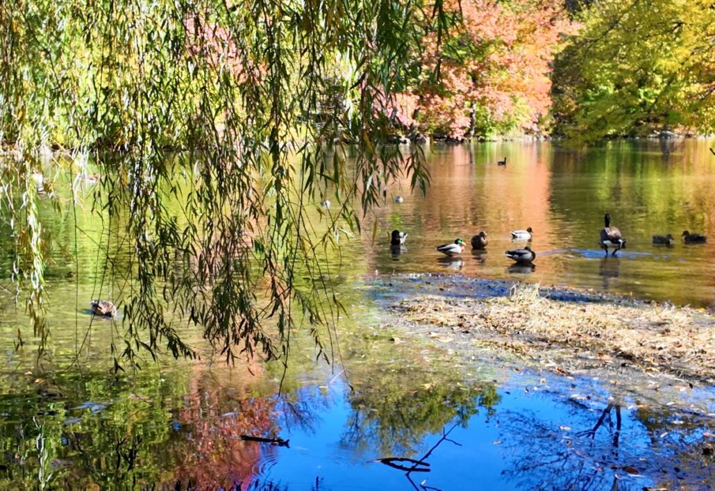 On The Road - ema - Midtown Manhattan Fall Foliage 3