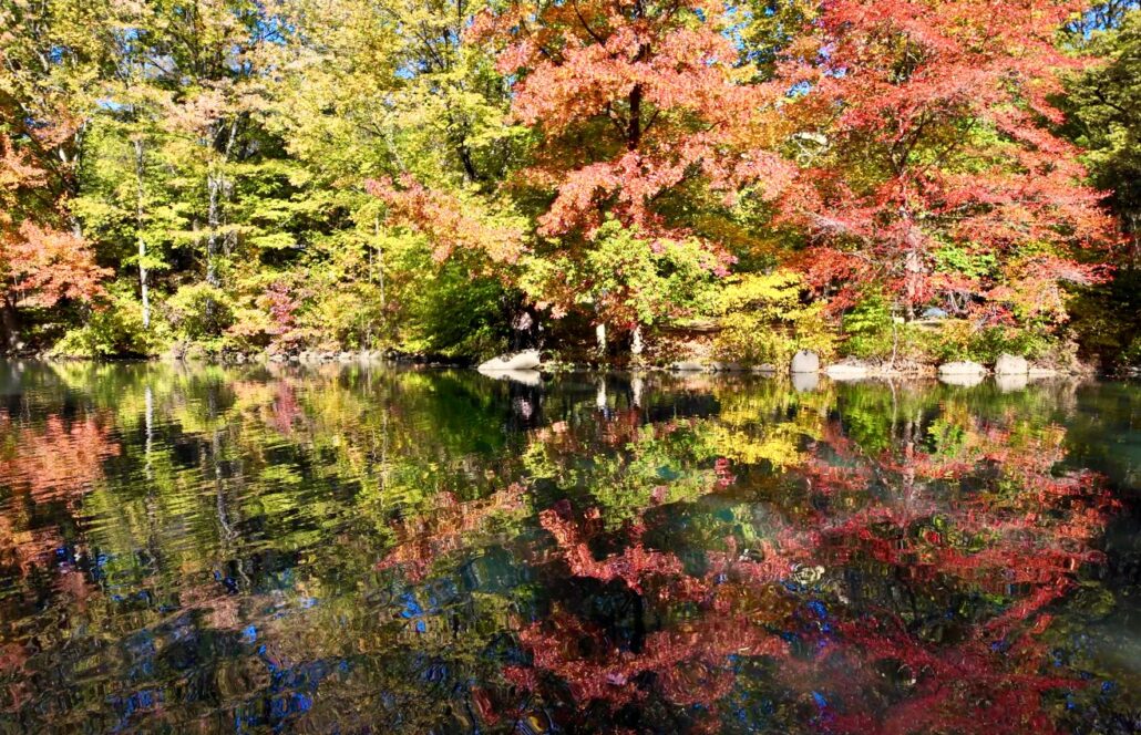 On The Road - ema - Midtown Manhattan Fall Foliage 1