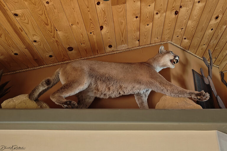 On The Road - Albatrossity - Parowan Petroglyphs and Zion National Park 3