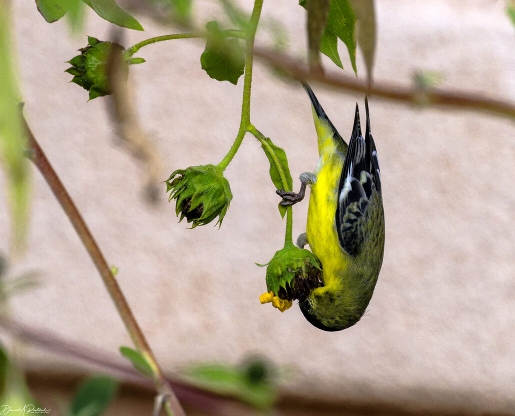 On The Road - Albatrossity - Parowan Petroglyphs and Zion National Park 1