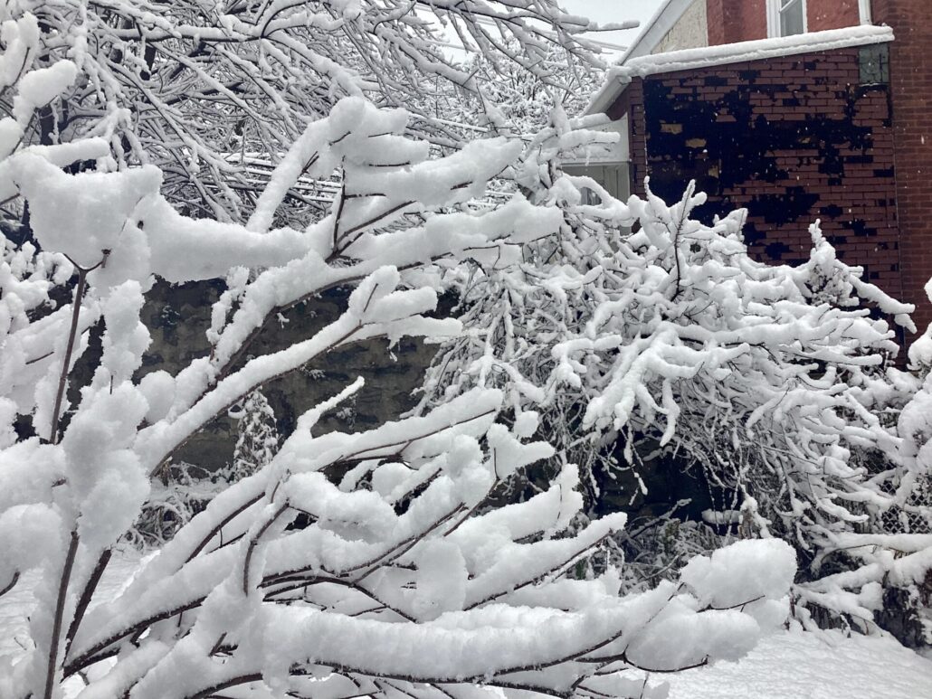 Sunday Morning Garden Chat: Be Careful What You Wish For