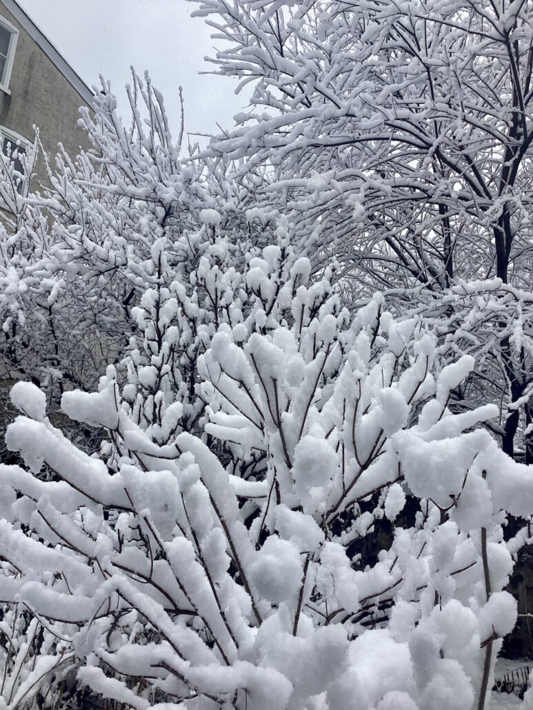 Sunday Morning Garden Chat: Be Careful What You Wish For 1