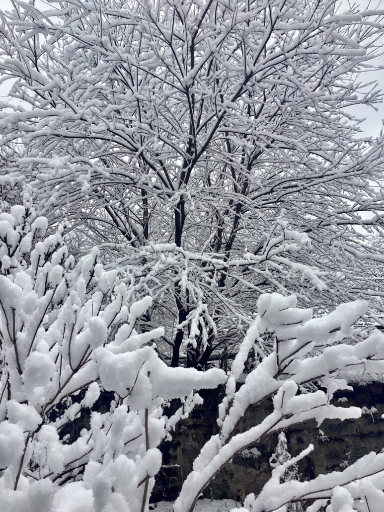 Sunday Morning Garden Chat: Be Careful What You Wish For 2