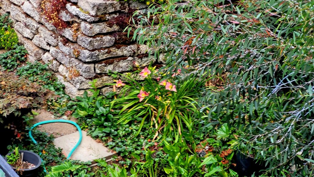 Sunday Morning Garden Chat: Garden Goofs & Miscues 11