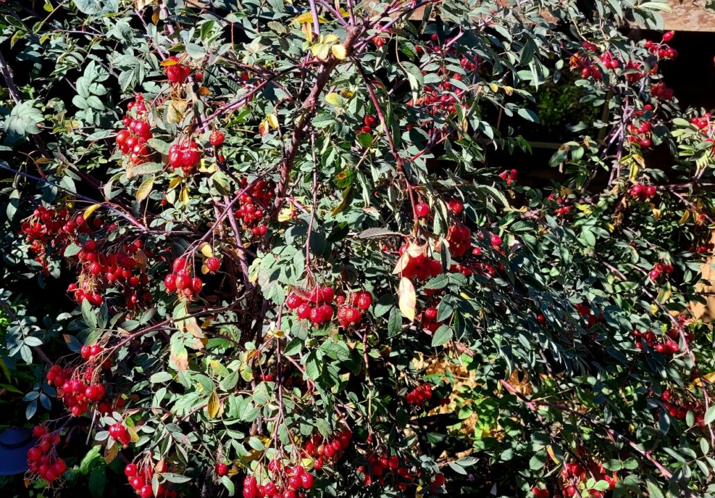 Sunday Morning Garden Chat: Garden Goofs & Miscues 1