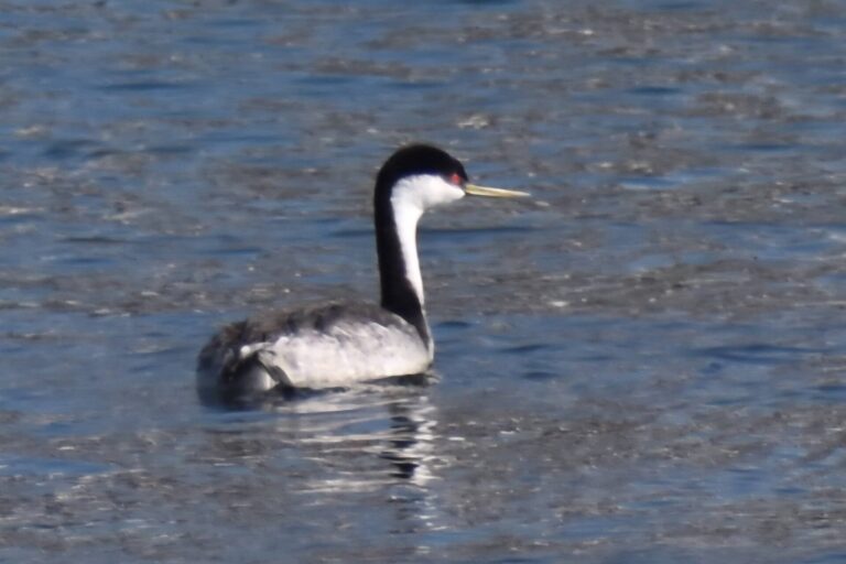 On The Road - Winter Wren - Santa Cruz: Whale Watch 9