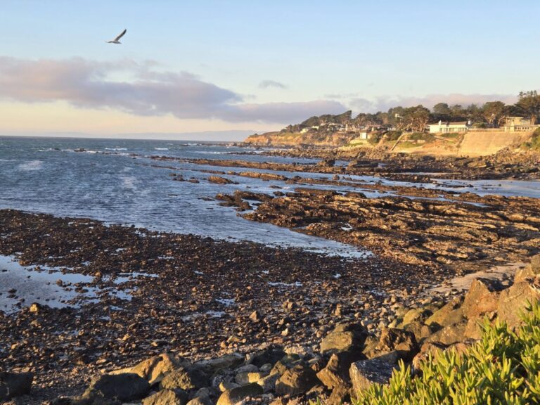 On The Road - Winter Wren - Moss Beach 8