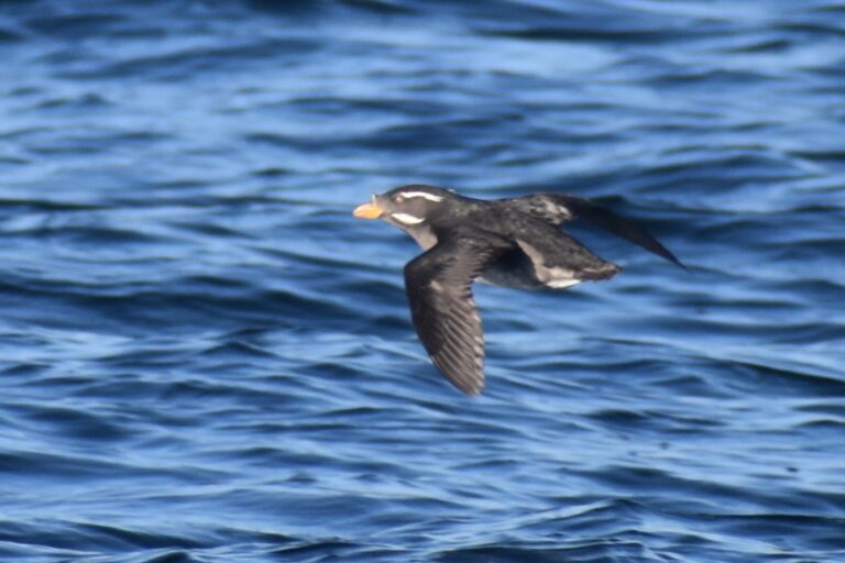 On The Road - Winter Wren - Santa Cruz: Whale Watch
