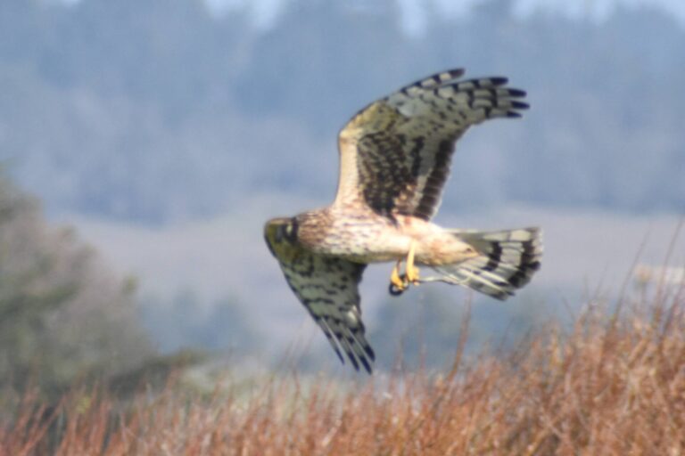 On The Road - Winter Wren - Santa Cruz: Wilder Ranch (1 of 2) 4