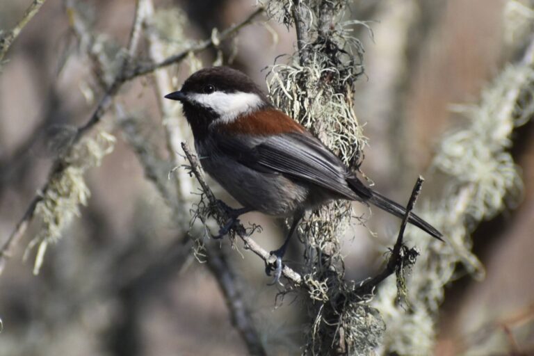 On The Road - Winter Wren - Santa Cruz: Wilder Ranch (1 of 2) 3