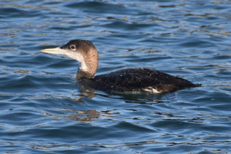 On The Road - Winter Wren - Santa Cruz: Whale Watch 7