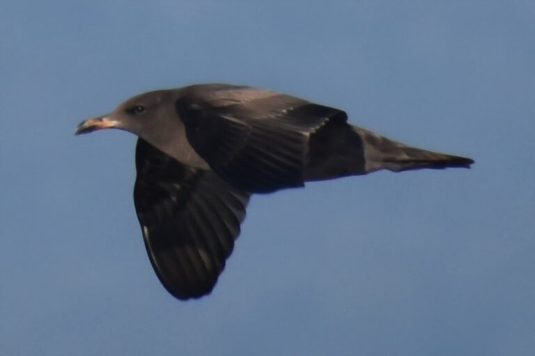 On The Road - Winter Wren - Santa Cruz: Whale Watch 6