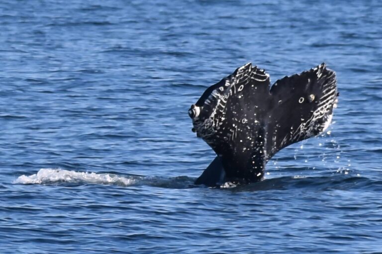 On The Road - Winter Wren - Santa Cruz: Whale Watch 5