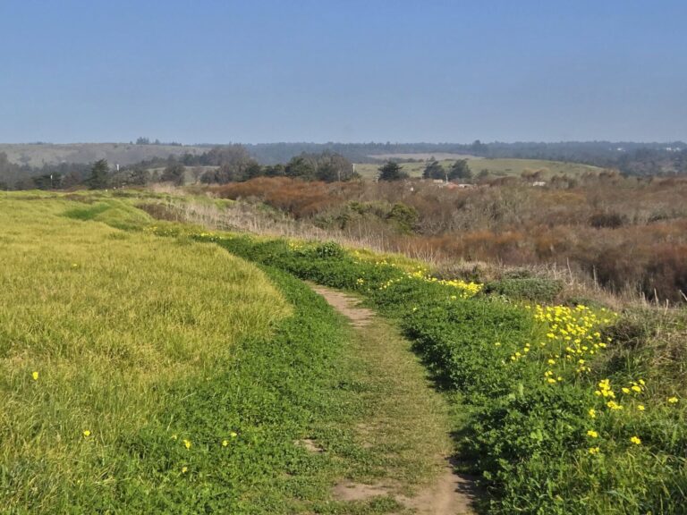 On The Road - Winter Wren - Santa Cruz: Wilder Ranch (1 of 2)
