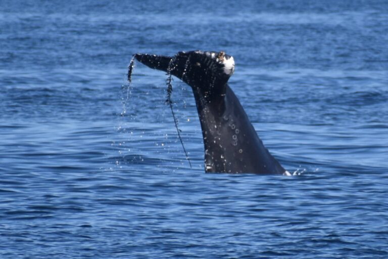 On The Road - Winter Wren - Santa Cruz: Whale Watch 4