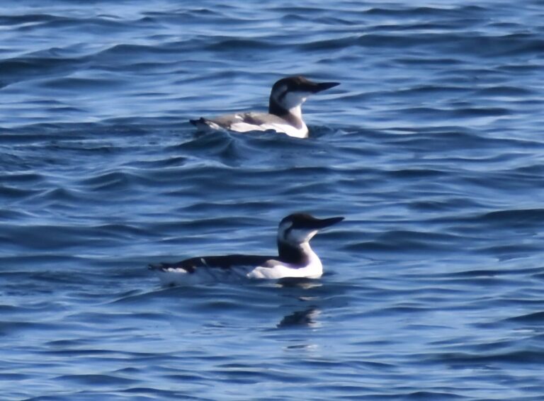 On The Road - Winter Wren - Santa Cruz: Whale Watch 3