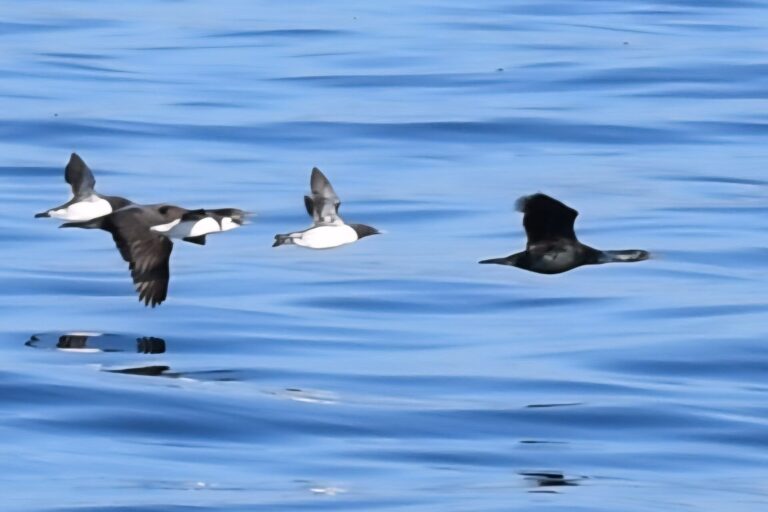 On The Road - Winter Wren - Santa Cruz: Whale Watch 2