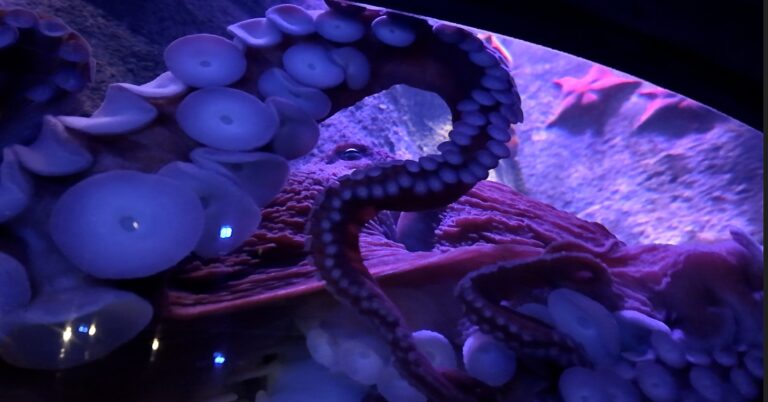 On The Road - ema - Have You Met Chuck?